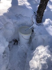 sap from a tree running into a bucket