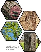 collage of Emerald Ash Borer problems