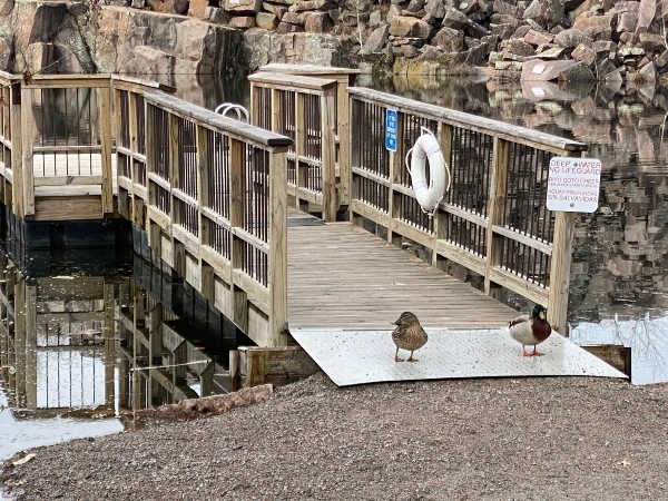 ducks on a dock
