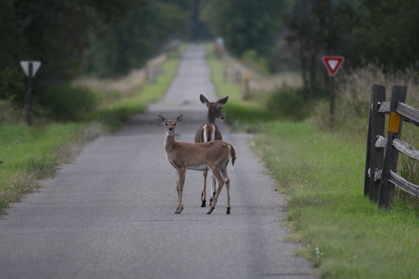 two deer on a paved trail