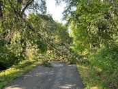 tree branch across a paved trail