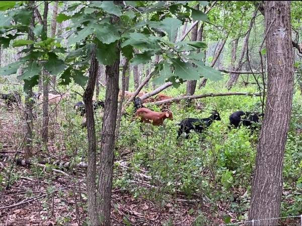goats in the woods