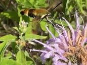Snowberry Clearwing Moth