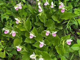 Pink Lady Slipper Flowers