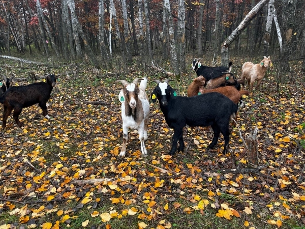 goats in the woods