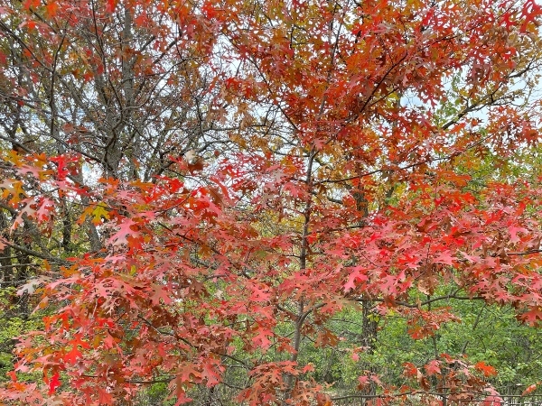 red colored leaves on a tree