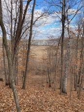 leaf covered trail through the trees