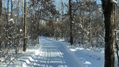 Winter ski trail