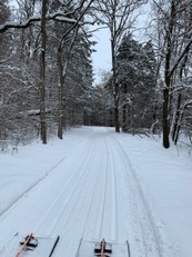 groomed ski trail through the woods