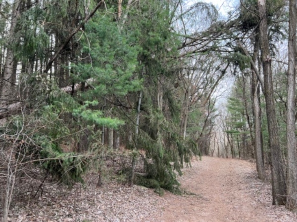 fallen tree over a trail in the woods
