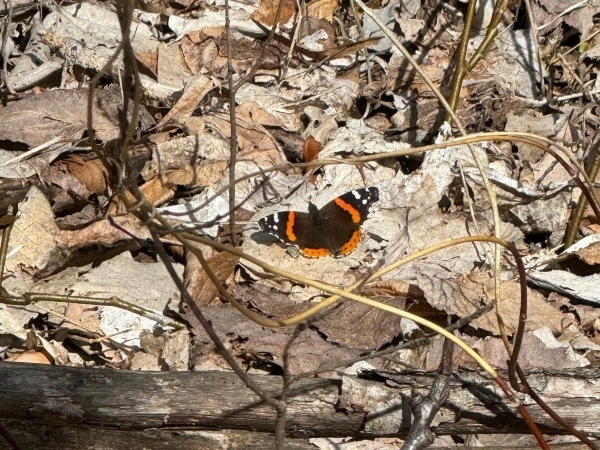 butterfly disguised in fallen leaves