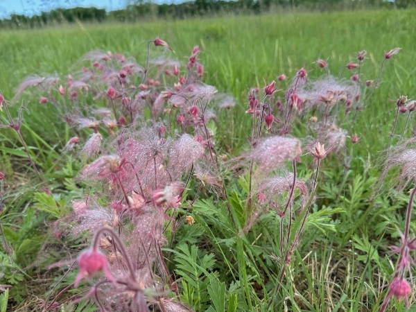 prairie smoke plant