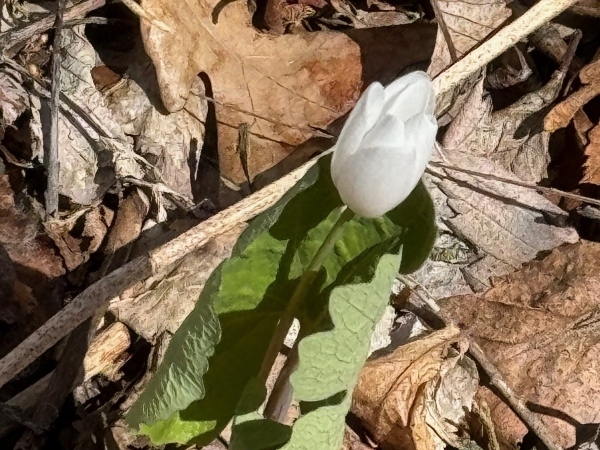 bloodroot wild flower