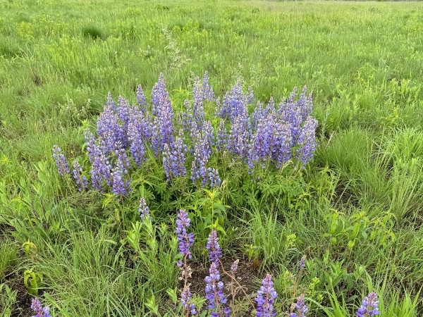 lupine plant