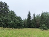 green grass with woods in the back ground