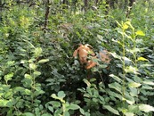 goat hiding in green bushes