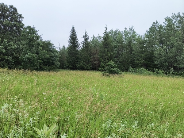 long green grass with woods in background