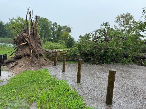 fallen tree with large root exposed
