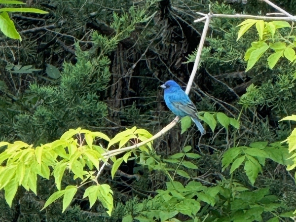 Indigo Bunting