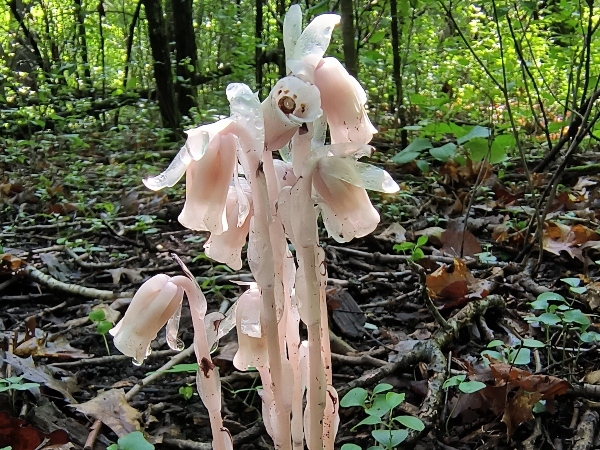 Ghost Indian Pipe plant 
