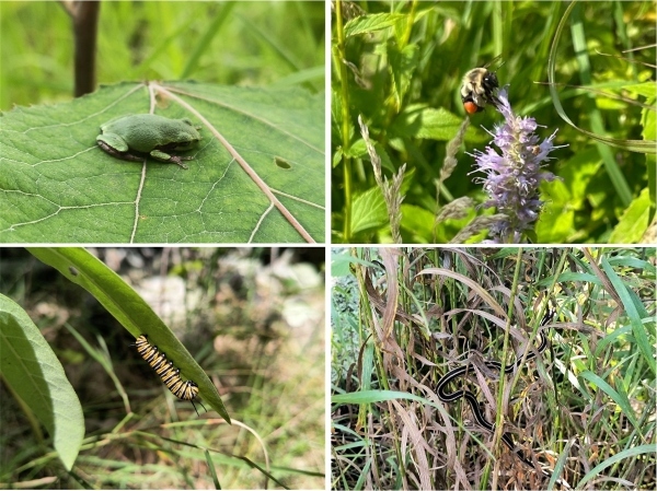 collage photo of a green frog, bumble bee, caterpillar, and  a snake