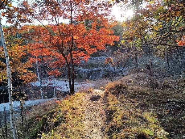 colorful trees along a trail with water in background