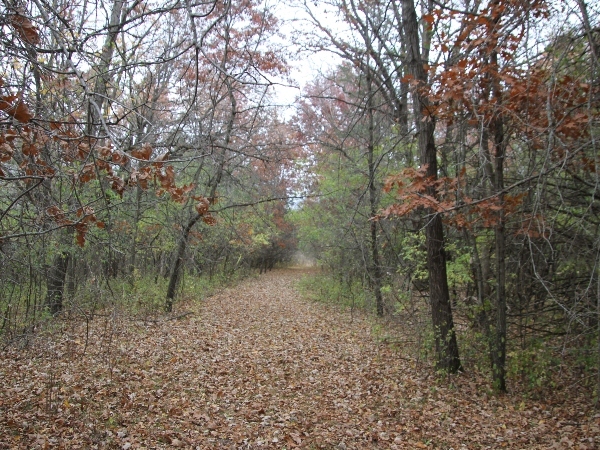 fallen leaves on a trail through the woods