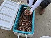 cooler full of acorns