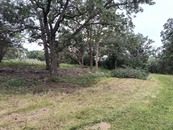 grassy area around a few trees
