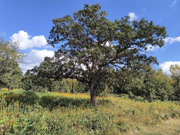 large tree in grassy are with more trees in background