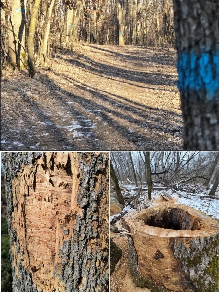 collage photos of damage done to ash trees by emerald ash borer