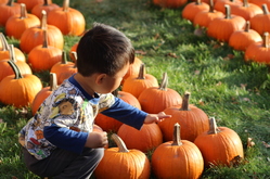 Pumpkin Patch