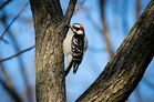 Downy woodpecker