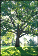 Oak at Mounds Park
