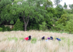 Bruce Vento Nature Sanctuary