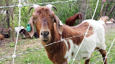 Goats at Indian Mound Regional Park