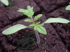 Tomato seedling
