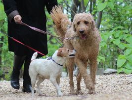 Dogs on leash