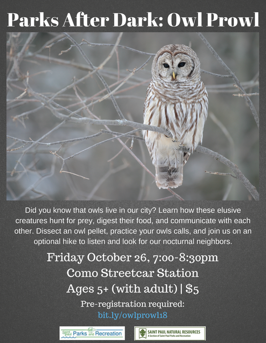 Owl Prowl