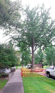 Tree Protection Zone