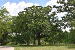 White Oak Tree