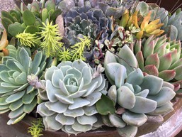 Houseplant Success