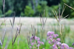 Big bluestem