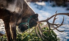 Reindeer at Como Zoo