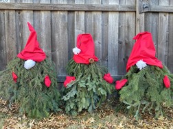 Three tree gnomes (spruce boughs adorned with white beards and red gnome hats) 