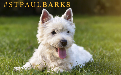 Fluffy white dog laying on grass with the text #SaintPaulBARKS in yellow font. 
