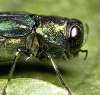 Green Emerald Ash Borer beetle.