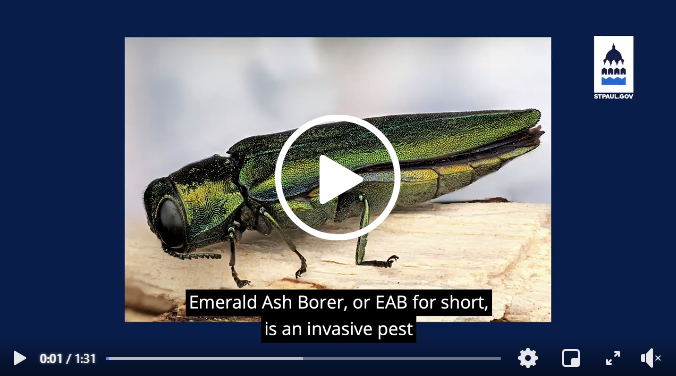 Emerald Ash Borer beetle video with play button. 
