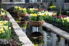 Spring Flower Show in the Como Park Zoo & Conservatory Sunken Garden