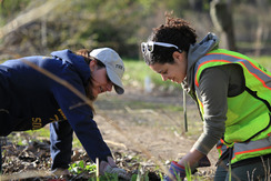 Two volunteers planting a tree. 